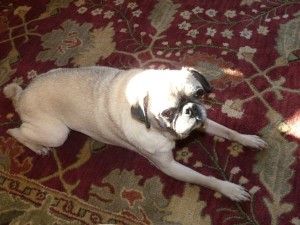 my old stinky pug, Orson