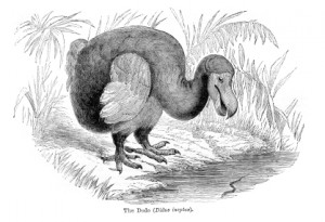 The Dodo - Didus ineptus Raphus cucullatus
